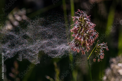 Flowering cocksfoot grass releasing airborne pollen. Macro image illustrating seasonal allergies, hay fever symptoms, respiratory health and environmental exposure.