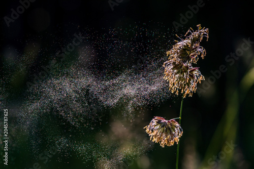 Flowering cocksfoot grass releasing airborne pollen. Macro image illustrating seasonal allergies, hay fever symptoms, respiratory health and environmental exposure.