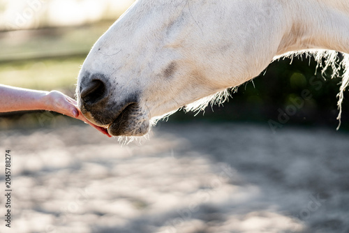 Close-up of white horse nose nuzzling a person's outstretched hand in a sunlit paddock with blurred background