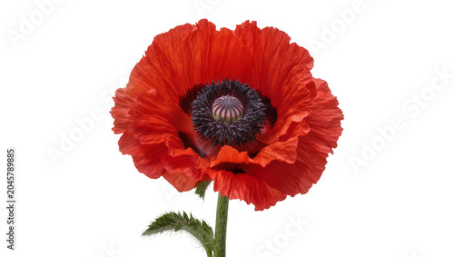 Foto Vibrant red poppy flower with dark center, isolated on transparent background