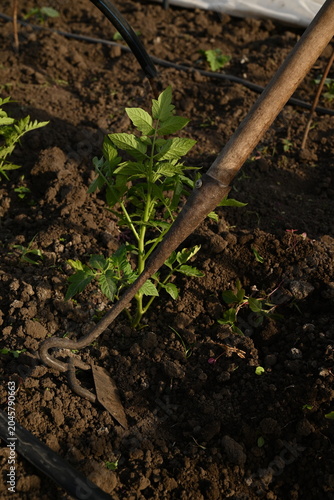 Foto Weeding and loosening soil with a hoe around tomato seedlings in a field in the rays of evening sun in spring