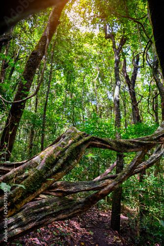 Giant twisted vines covered with green moss along a trekking trail in a lush tropical rainforest with sunlight shining through trees