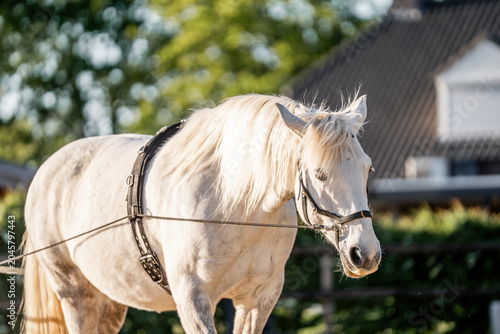 Foto long rein training with a horse equine animal in