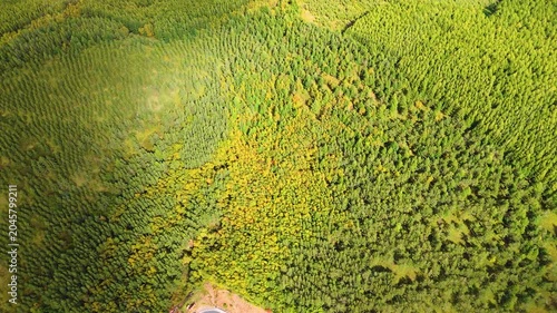 Aerial View of Dense Conifer Forest with Autumn Foliage
