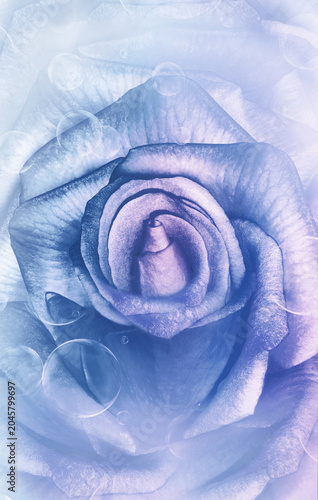 Roes flowers and petals. Vertical  floral background.  Nature.