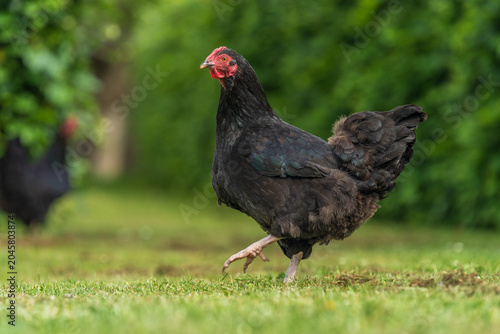 Foto Black free range hen pecking at green grass in garden