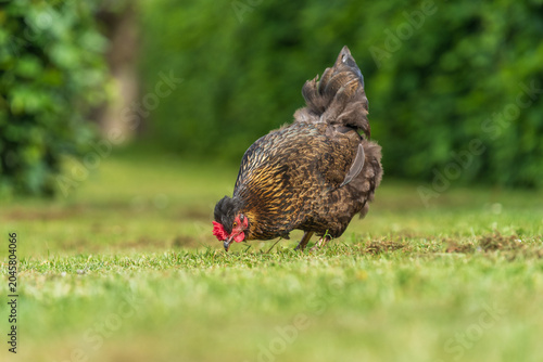 Photos Black free range hen pecking at green grass in garden