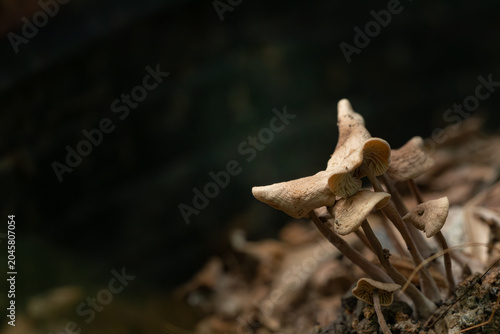 Konstfotografi A cluster of small wild brown mushrooms growing from fertile soil against a dark