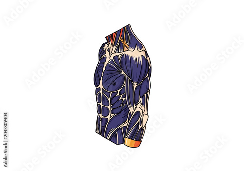 Foto Anatomical Illustration of Human Male Muscular Torso showing Chest, Abs, and Sho