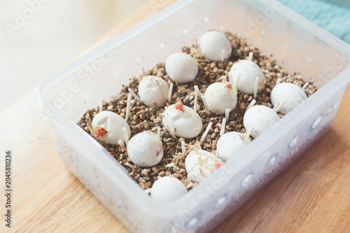 Close-up of Corn snake eggs (Pantherophis guttatus) pipping and hatching inside a plastic incubator box.