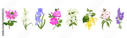 Foto Vector plants for essential oil extraction
