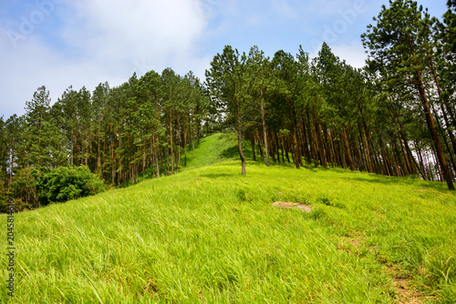 Wide Angle Landscape of Pine Trees and Green Meadow