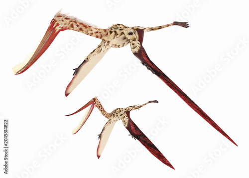 Flugsaurier Pterodaustro, Freisteller