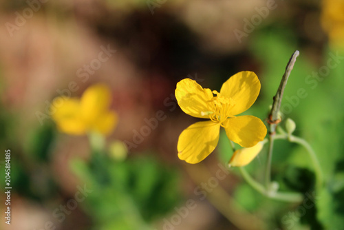 Canvastavla Yellow blooming greater celandine flower