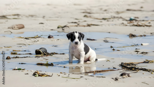 A small black and white dog sitting on a beach with seaweed and rocks.