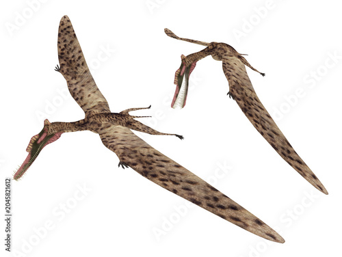 Flugsaurier Zhenyuanopterus, Freisteller