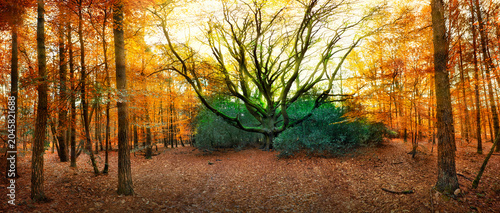 le Hêtre du voyageur dans la forêt de Paimpont. Il est l’un des deux seuls hêtres (Fagus sylvaticus) d’Ille-et-Vilaine classés en tant qu’Arbre remarquable dans l’inventaire régional de 2015. 