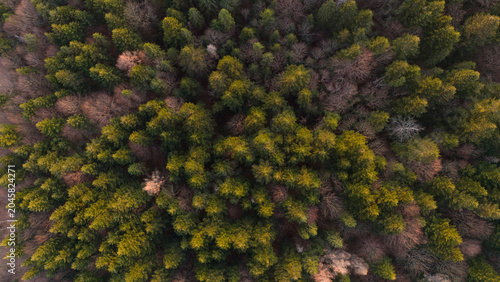 Drone view down to the forests and mountains of the Carpathians bathed in the evening sun. Forest landscape, textures and backgrounds of beech and fir forests of the Carpathians of the Beskydy region.