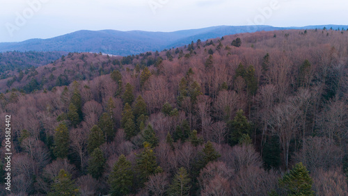 Drone view of mixed beech-fir Carpathian forest in early spring before the leaves bloom. Drone view of protected virgin beech forests in the Carpathians in the evening light.