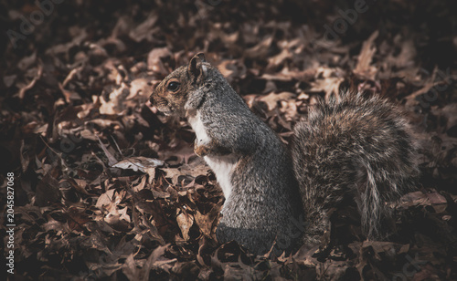 Primer plano de una simpática ardilla gris oriental, Sciurus carolinensis. Pequeño roedor rodeado de un paisaje otoñal con hojas caídas en otoño, en las afueras de Nueva York, EE. UU., noviembre 2026