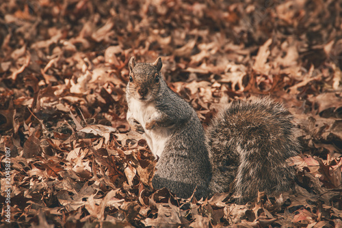 Primer plano de una simpática ardilla gris oriental, Sciurus carolinensis. Pequeño roedor rodeado de un paisaje otoñal con hojas caídas en otoño, en las afueras de Nueva York, EE. UU., noviembre 2019