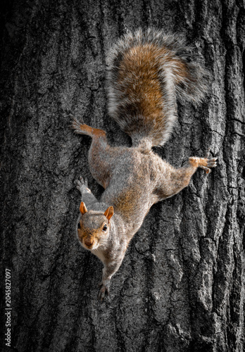 Primer plano de una simpática ardilla gris oriental, Sciurus carolinensis. Pequeño roedor posado boca abajo sobre el tronco de un roble en otoño, en las afueras de Nueva York, EE. UU., noviembre 2019