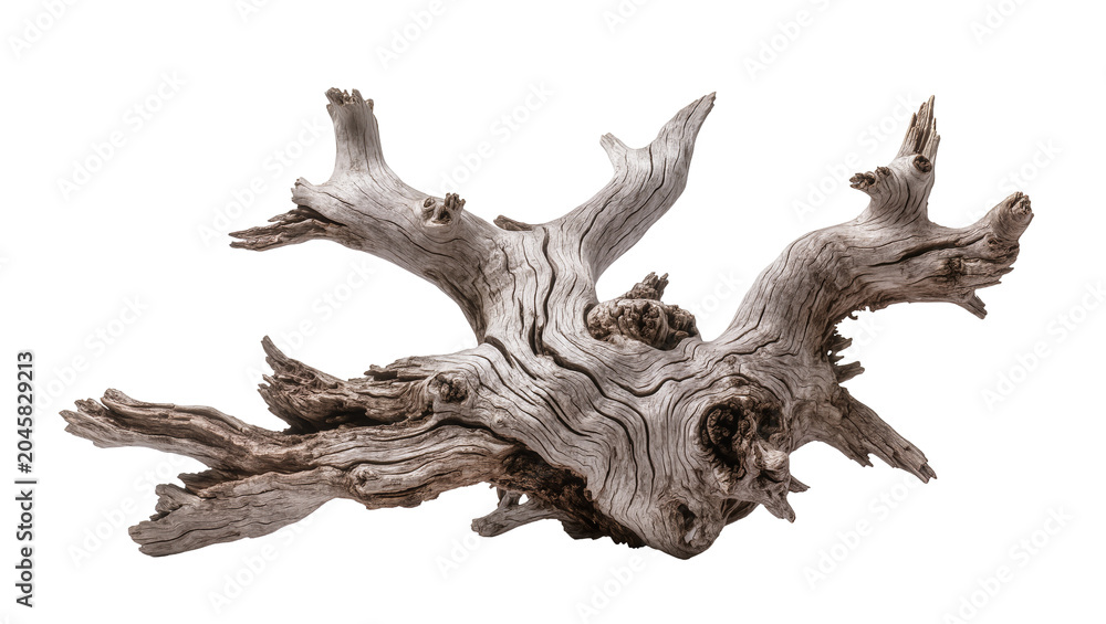 Fototapeta premium Gnarly weathered driftwood branch with intricate texture, isolated on transparent background