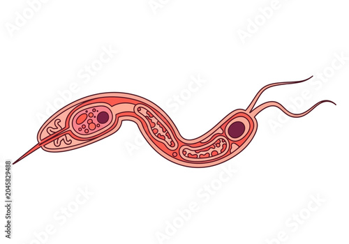 Fotografie Microscopic Illustration of a Flagellated Protozoan Parasite Showing Internal Ce