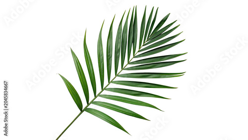 Quadro su tela Green tropical palm leaf branch close up isolated on transparent background