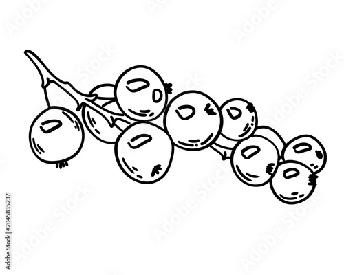 Hand-drawn currant berries vector illustration in sketch style. Detailed botanical fruit outline, natural organic food design, monochrome contour drawing isolated on white background art.