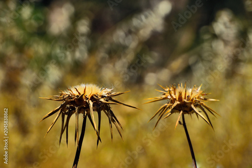 Photos Two dried spiny seed heads of wild carline thistle with golden brown bracts and