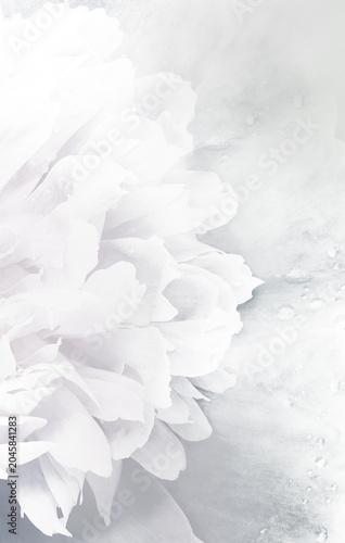 Peony  flower and petals. Vertical  floral background.  Nature.
