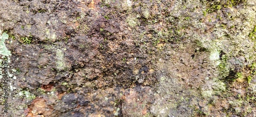 moss on tree bark