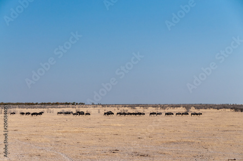 Telephoto shot of a herd of blue wildebeest - Connochaetes taurinus- trekking across the plains of Etosha national Park, Namibia.