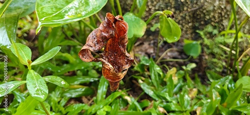 frog on a leaf