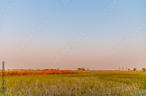 A scenic landscape shot around from the early evening, highlighting the beauty of the Okavango Delta.