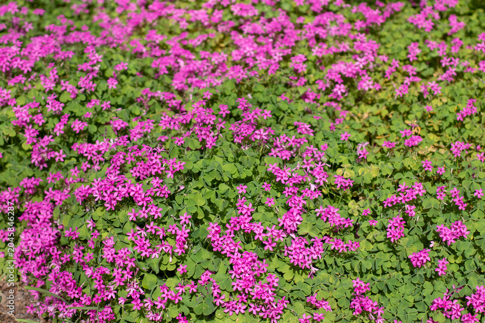 Fototapeta premium Oxalis articulata or pink sorrel or pink wood sorrel flowering groundcover