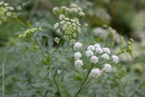 Oenanthe crocata or hemlock water dropwort or dead man's fingers flowering plant