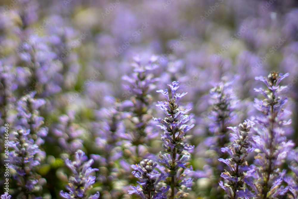 Obraz premium Ajuga reptans, bugle, blue bugle or bugleweed flowers with dreamy bokeh