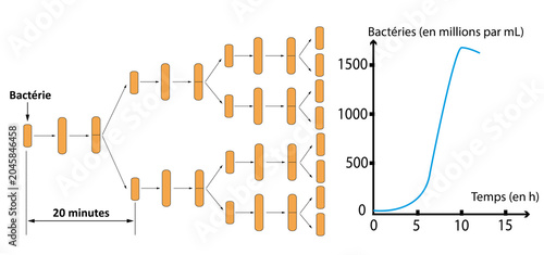 Canvastavla Diagram of bacterial cell division and population growth curve.