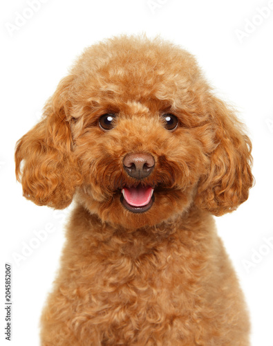 Happy apricot toy poodle portrait on white background
