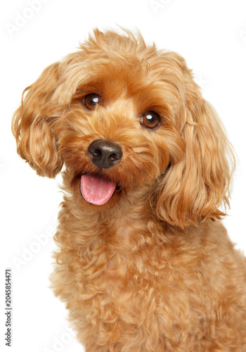 Portrait of maltipoo on a white  background