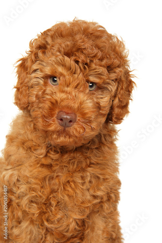 Cute red labradoodle puppy posing against a white background