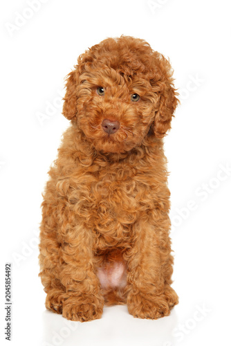 Red labradoodle puppy sitting on white background looking up
