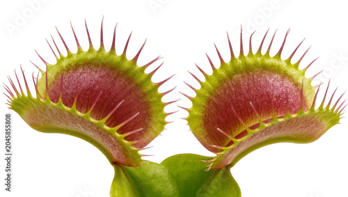 Bild auf Leinwand Two Venus flytrap mouths with sharp teeth, isolated on transparent background
