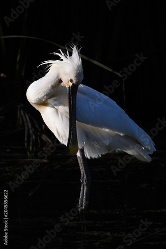 Принти на полотні Espátula común (Platalea leucorodia) en clave baja.