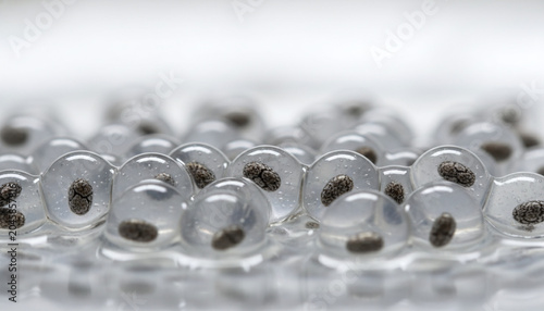 Hydrated chia seeds macro with transparent gelatinous mucilage halos