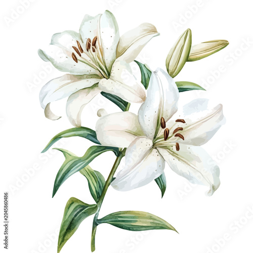 Tableau sur toile watercolor of Lily Branch graphic, isolated on a white background