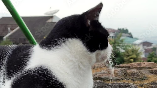 Black and white cat looking around