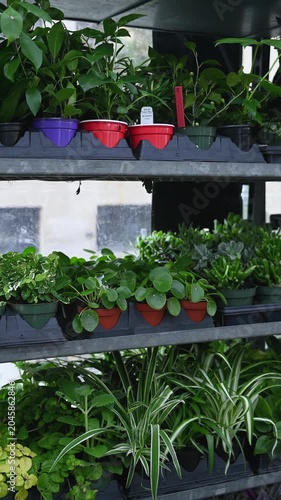 Various Potted Houseplants on Shelves in Greenhouse Nursery